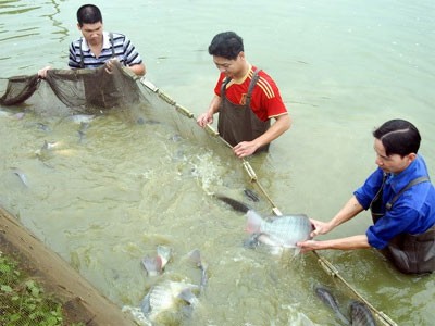 Deputy PM works with Dong Thap on agricultural restructuring - ảnh 1